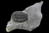 Elrathia Trilobite Fossil - Wheeler Shale, Utah #97180-1